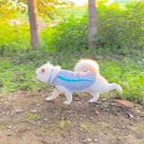 小糕乖乖