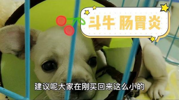 刚买回来斗牛犬得了肠胃炎,在宠物医院治疗,希望早日康复