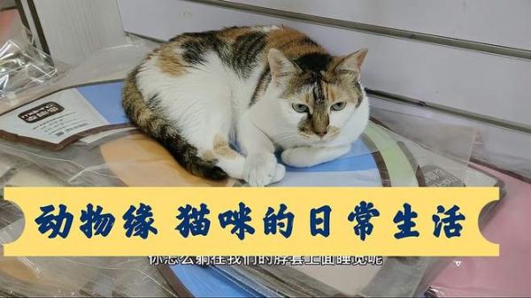 猫咪日常生活瞬间,给你带来欢乐,分分钟被它吸引住了