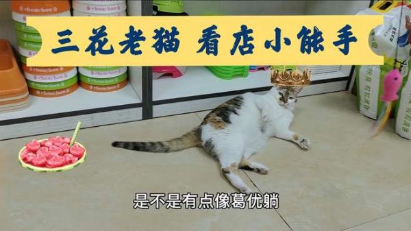 动物缘家的三花老猫,三岁来的现在有10岁多了,超聪明加超好脾气