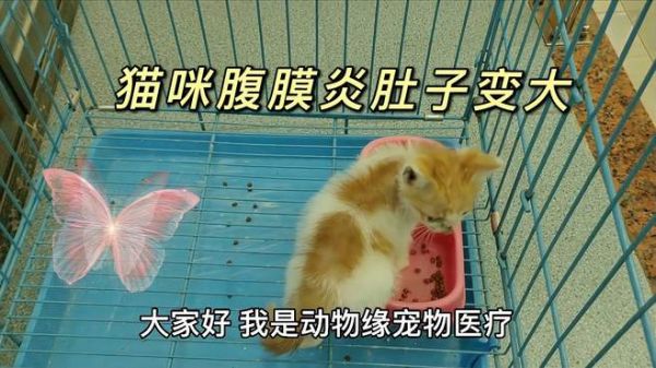 小狸花猫得了腹膜炎肚子变大,被好心人带动物缘宠物医院救治