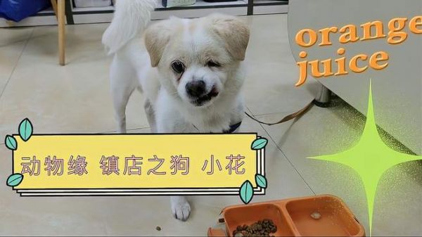 镇店之狗小花,被动物缘宠物医院收容后,日子过得越来越好!