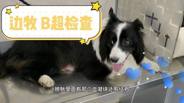 边牧尿血检查B超膀胱血凝块结石,前列腺肿大钙化,治疗三天好转
