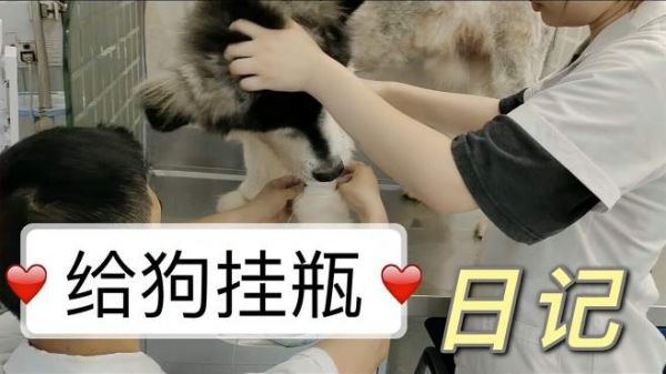 49公斤巨型阿拉斯加得皮肤病,被剃光毛还要挂瓶,看医生怎么抱它