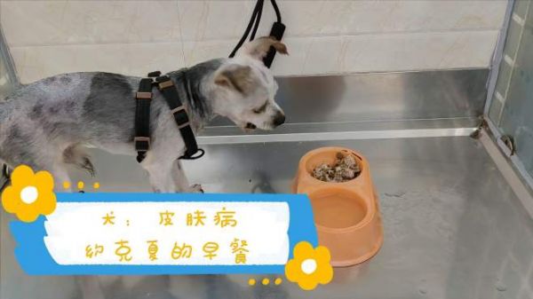 被剃光毛的约克夏,就像一只小鹿犬,给它吃妙鲜包补补身子!