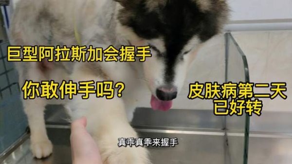 高大威猛的阿拉斯加会握手,你敢伸手去接吗,看宠物医生如何做到