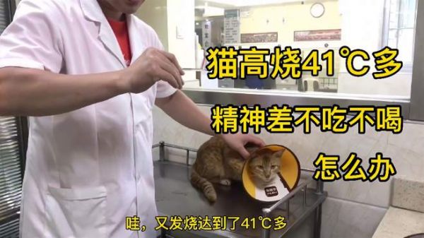 田园黄色橘猫发高烧41℃多,精神差不吃不喝,该怎么办?