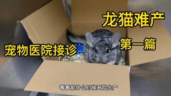 母龙猫有生产迹象,却一直没生产,宠主一早急忙带来检查是否难产