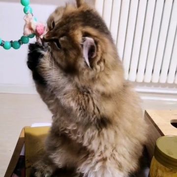 大连宠物
