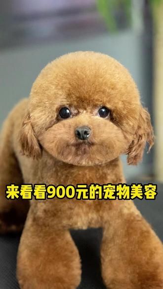 来看看900泰迪美容值不值,小姐姐说好狗就要来个全套!@汶其的行业笔记 #同城精选 #宠物美容 #宠物美容培训 #大连宠物