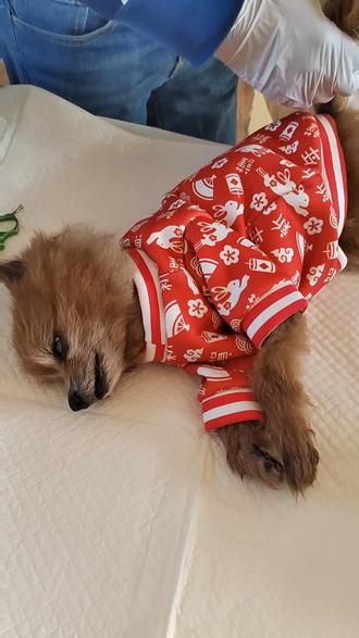 害怕这一天的到来这一天还是来了.陪伴了19年狗狗去了汪星.太难接受了#大连 #同城#大连宠物