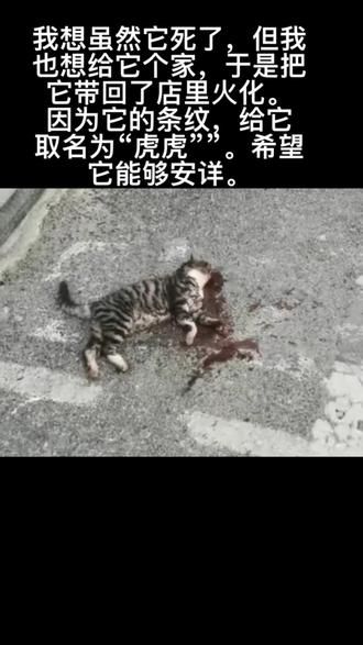 #大连宠物殡葬 #喜欢就关注我吧 #宠物殡葬服务 #大连宠物 #是宠物更是家人