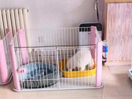 幼犬定点大小便猫砂盆和猫砂自是最好滴#宠物 #宠物训练 #大连宠物