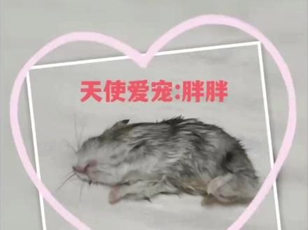 #大连宠物 #仓鼠 希望胖胖在天堂能保佑小男孩茁壮成长…… #宠物殡葬服务 #大连宠物殡葬