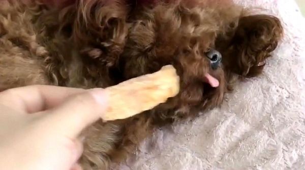 主人没给小泰迪吃肉肉，它还生气了，下一幕大泰迪的举动太暖心啦