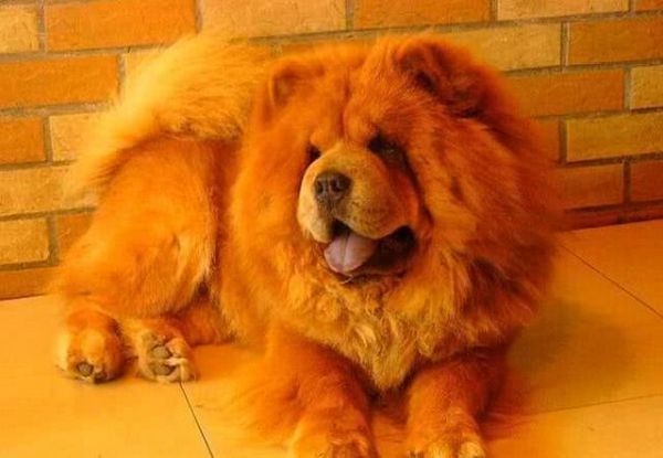 自己家养的宠物犬小宝贝总是咳嗽，宠物主人应该怎么处理呢？