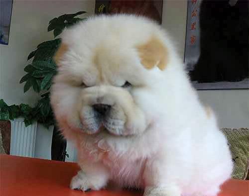自己家养的宠物犬小宝贝总是咳嗽，宠物主人应该怎么处理呢？