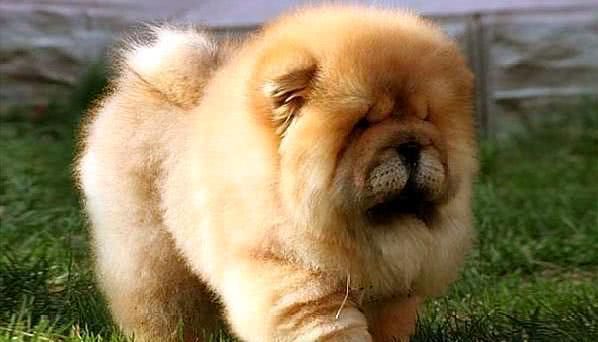 自己家养的宠物犬小宝贝总是咳嗽，宠物主人应该怎么处理呢？
