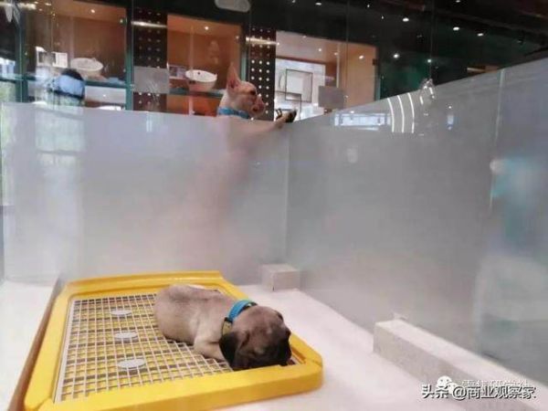 获5亿元A轮融资，极宠家要做宠物市场“沃尔玛”