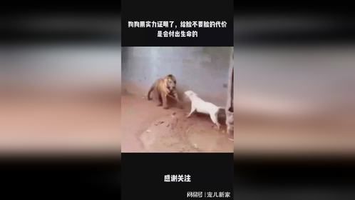狗狗用实力证明了，给脸不要脸的代价是会付出生命的