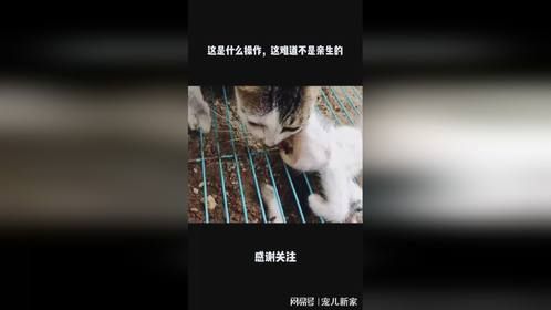 这是什么操作，这难道不是亲生的