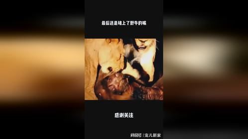 最后还是堵上了野牛的嘴