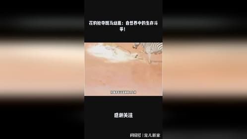 花豹抢夺斑马幼崽：自然界中的生存斗争！