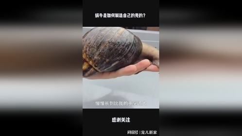 蜗牛是如何制造自己的壳的？