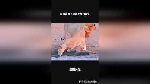 瞬间治好了雄狮多年的鼻炎
