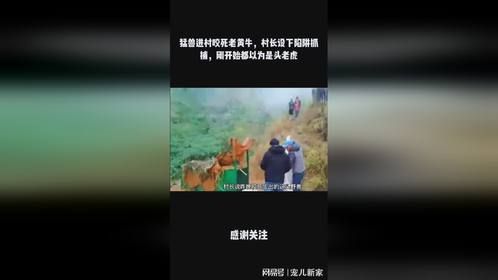 猛兽进村咬死老黄牛，村长设下陷阱抓捕，刚开始都以为是头老虎