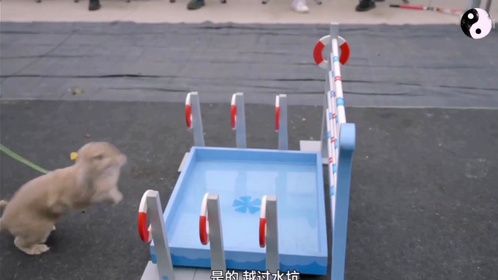 兔子障碍赛的规则介绍