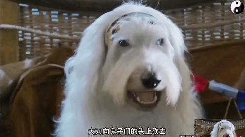 酷狗乐队演唱《大刀向鬼子们头上砍去》