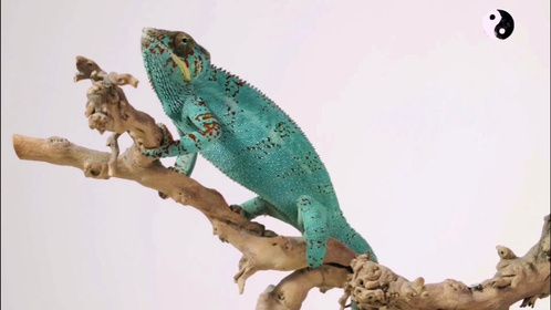 蜥蜴拥有一个速度是每小时一百公里的武器