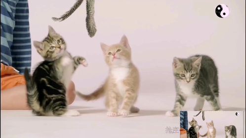 小猫的加速度能力令人惊叹