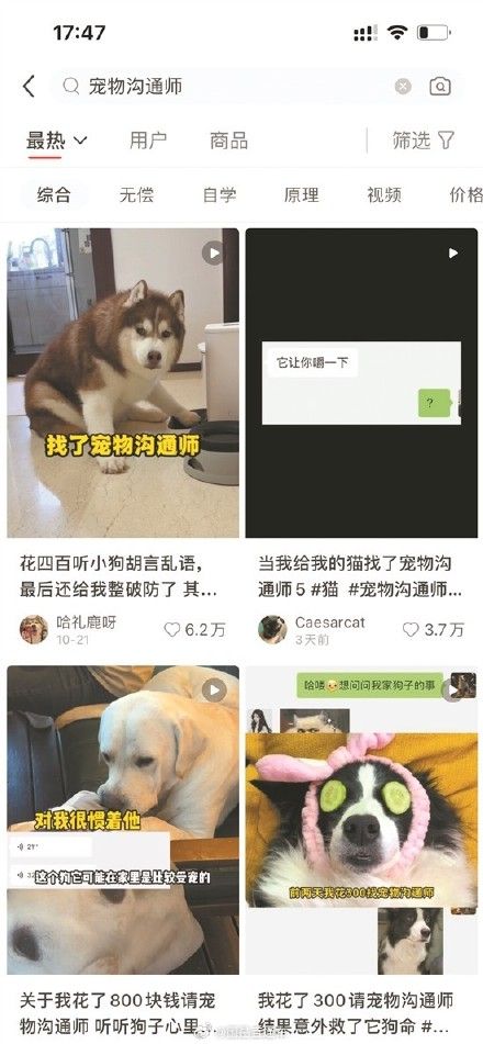 宠物沟通师在社交媒体兴起，通过照片就能和宠物对话是真的吗