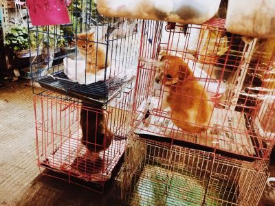 沈医生宠物诊所加盟