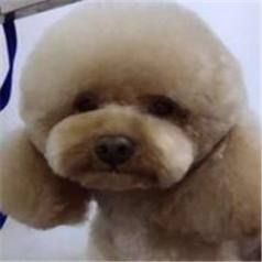 美佳宠物诊所