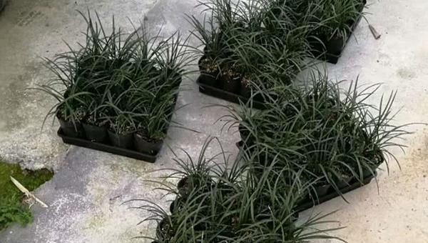 种兰花水分管理的实质：“水是命，氧气也是命”
