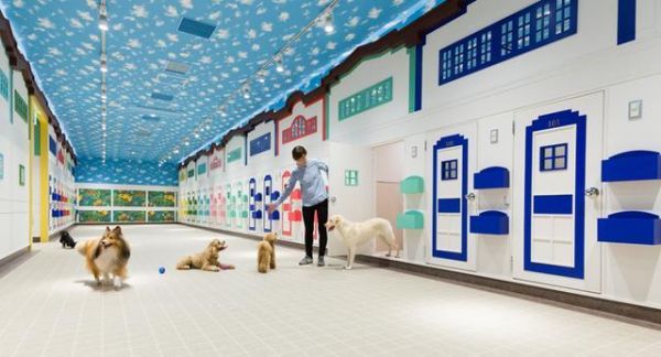 我不再让你孤单：老年人和高龄宠物该何去何从？