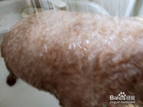 如何为家里的宠物狗洗澡