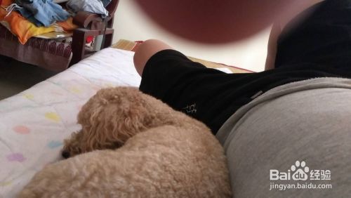 如何为家里的宠物狗洗澡