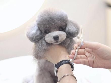 来呀,更新啦 水母头造型来一波 美容师时常困扰狗狗动耳朵动的时候真假耳毛老是分家,来把试一下水母头#泰迪剪毛教程 #泰迪水母头 #宠物美容培训