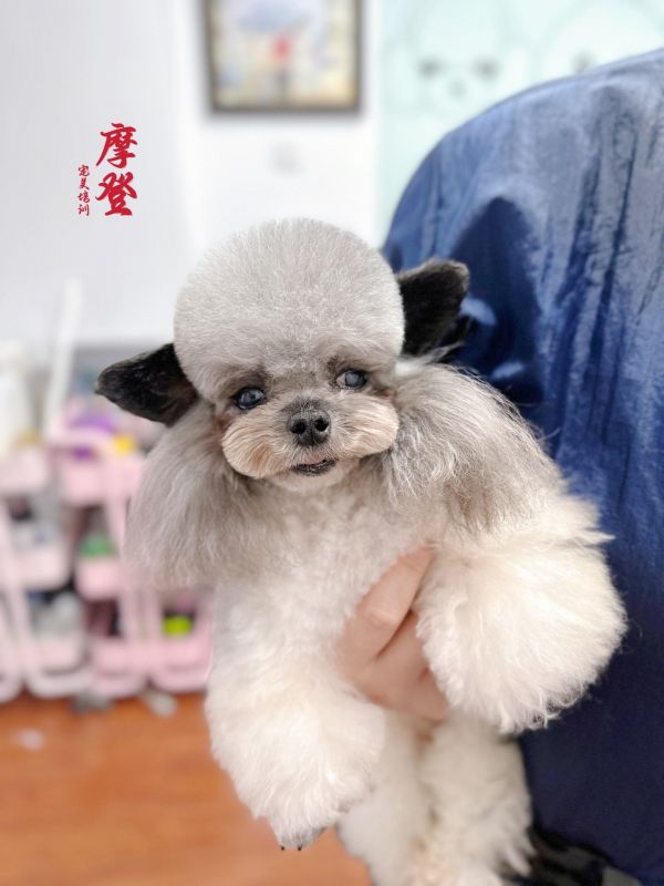 听说泰迪水母头最近很。#宠物美容培训 【学员独立完成习作】 CB连读张同学今日习作。 一个不站台调皮捣蛋各种的小狗遇到了属于它心软的神,又是把神都气哭一天。学生能独立完成,代表功底越来越好。#萌宠 #宠物造型 #西安宠物美容培训学校 #泰迪水母头