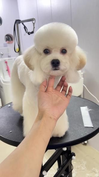 布灵的二次变身♂️逆子的的颜值还是比较抗打的哈哈哈#狗狗美容师 #泰迪水母头 #同城好店推荐