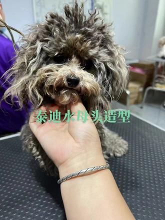 今天学生一对一的泰迪水母头练习,想学美容吗?只要你认真,让你满载而归#泰迪水母头 #泰迪萌系 #宠物美容 #宠物美容培训