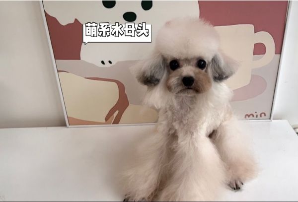 变了不止亿点点#沂源 #泰迪水母头 #小尾巴宠物生活馆