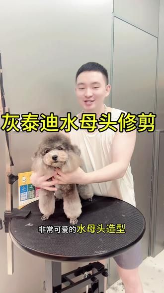 #泰迪水母头 叫奶茶的灰泰迪来剪毛美容啦#做我的顾客我宠你