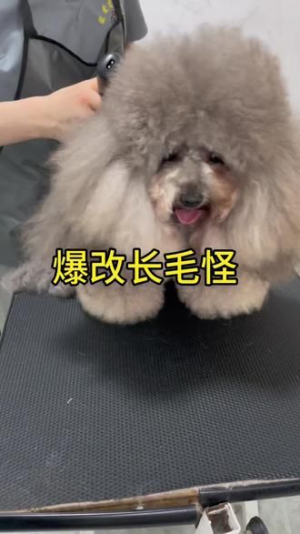 #狗狗美容师 #灰泰迪 #泰迪水母头#创意造型 这才是宠物店的小狗该有的样子#有些小狗一看就知道非常乖