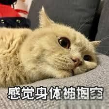 养宠神器宠物定位器哪个牌子好？如何挑选宠物GPS定位器？宠物定位器全面选购指南。-有驾