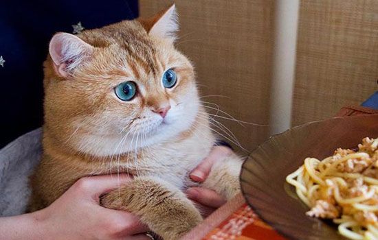 给猫吃什么最健康 浅谈饮食与疾病之间的关系